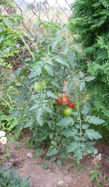 Tomato Plant hidden between some cedars along the back fence at Strata complex