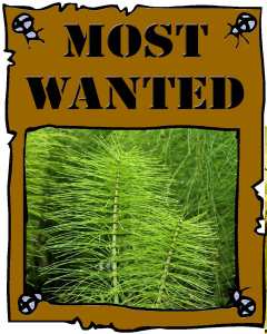 Guerilla Garden Horsetail Most Wanted Poster