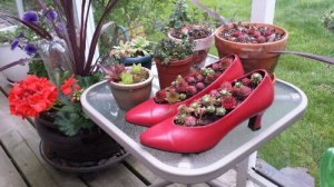 Red Shoe Planter