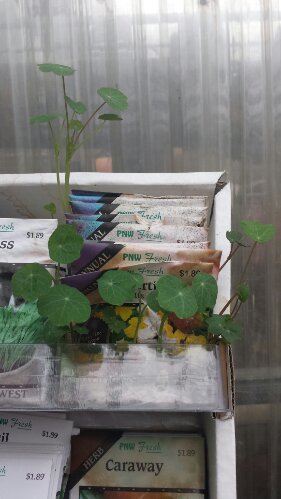 Nasturtium-seed-packet-sprouting